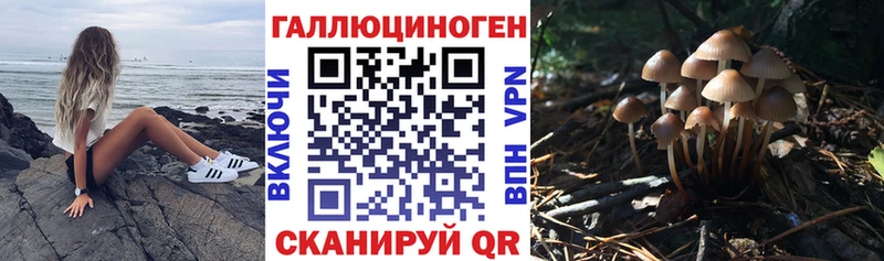 Псилоцибиновые грибы Cubensis  как найти закладки  Бежецк 